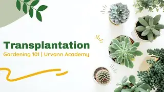 Ep 7: Transplantation | How to transplant your plants | Transplantation Care | Gardening 101