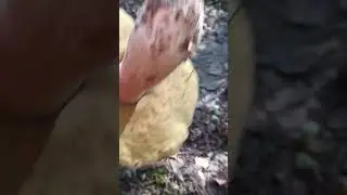 Белые грибы заполонили лес
