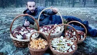 5 КОРЗИН ГРИБОВ! БЕЛЫЕ ГРИБЫ БОРОВИКИ ПОПЁРЛИ ОГРОМНЫМИ ПОЛЯНАМИ! Грибы 2021