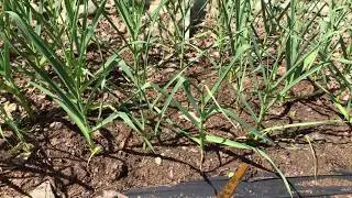 2020.06.14 Vegetable Garden Update: Garlic Scapes, Figure 8 Ties For Tomatoes On The Mega-Trellis
