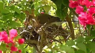 backyard baby birds  1 day old