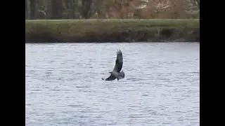 Osprey Fishing