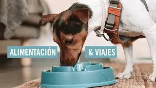 Cómo organizar la comida de tu perro si te mudás? Qué tener en cuenta a la hora de elegir un pienso?