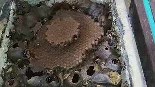 Faça isso no seu manejo com as abelhas