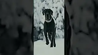 edits dogs