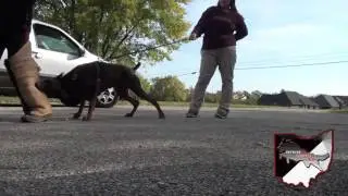 Teaching Tuco to bite the back of the leg