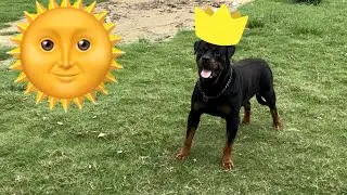 Rottweiler fitness!! गरमी ने की हालत खराब?? #trendingvideo #trendingshorts