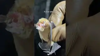 Derp bats