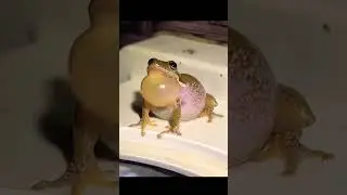 Frogs Sound🐸 