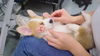 After bathing and shearing the twins Corgi Puppy, the groomer’s heart melted ‖ Corgi dog grooming