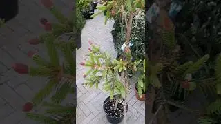 🌲Ель Пуш на штамбе | Telegram: 