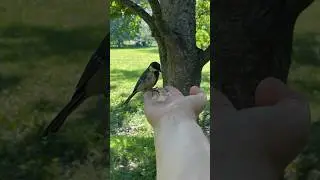 Синички в Петродворце 🐤 feeding the tits #travel #cute