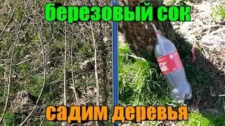 САДИМ ДЕРЕВЬЯ! СОБИРАЕМ БЕРЕЗОВЫЙ СОК!