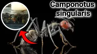 ОБЗОР МУРАВЬЁВ Camponotus singularis.