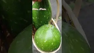 তিনটা কদু ধরছে গাছে কিলান পারিতাম 🤣 Shokher Bagan Uk