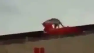 Kedinin Bayrak Sevgisi :)
