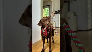 Hund klaut dein AUTO 🐶😱 #samlabrador #shorts