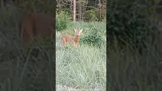 Косуля красотуля .