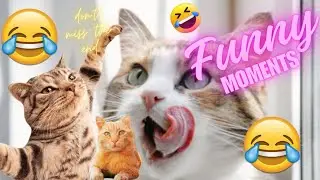 cats and dogs🤣best ever🤯😂|funny moments||try not to laugh ||crazy cats #shortsvideo#cute#funnyvideo