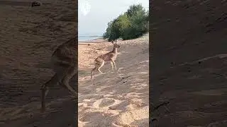 Косуля на берегу Байкала.