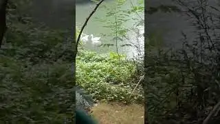 duckpond in rain