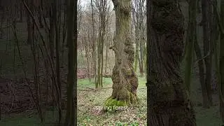 spring forest Flute playing #music #nature