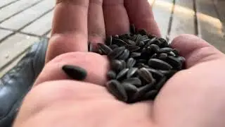 Суслики в парке острова Татышев в Красноярске