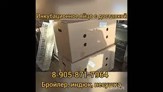 Доставка инкубационное яйцо ,Россия,Беларусь,Казахстан,Киргизия.
