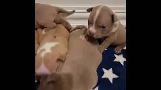 American Bully puppy