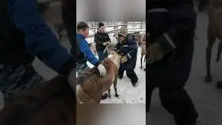Срезка рог оленей, рога спиливают для того чтоб не травмировали друг друга.