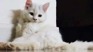 Travel with Taco