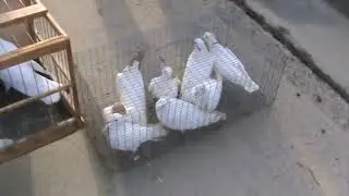 Ярмарка голубей г.Славянск-на-Кубани 17.03.2024г. 3часть