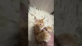 Мейн-кун умер 😢#shorts #simba #кот