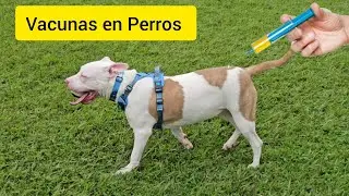 Esquema de Vacunas en Perros 