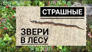 Страшные звери в лесу. Велоохота на ягоды. Велопутешествие по Эстонии
