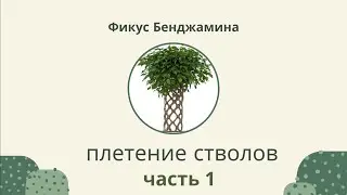Фикус Бенджамина / Плетение стволов. Часть 1