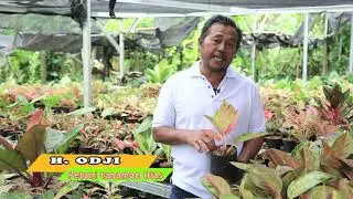 TANAMAN HIAS AGLONEMA