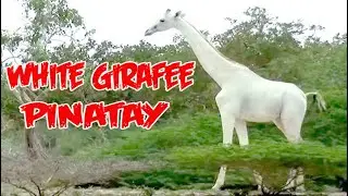 WHITE GIRAFFE