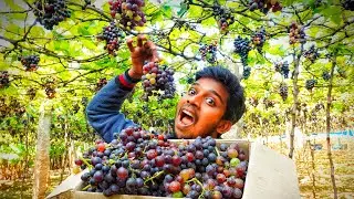 திராட்சை வேட்டை|Grape Hunting|Grape Farm #Grape #Theni