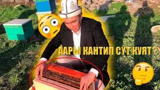 ДЖЕНТЕРСКИЙ СОТ сүт куйду (3-сабак)