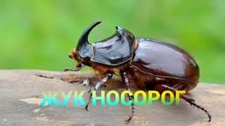 Жук- носорог обыкновенный или дупляк-носорог . 