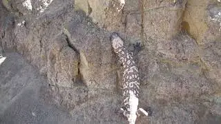 Gila Monster