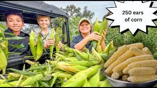 Preserving a Massive Sweetcorn Harvest for Nutritional Winter Meals