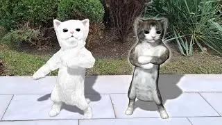 New dance of two cats
