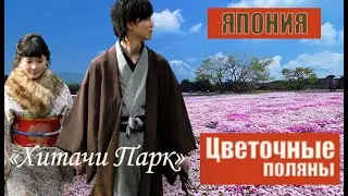 Япония, преф. Ибараки, Хитачи Парк - цветочные поля, Hitachi Seaside Park