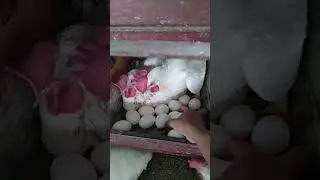 The Daily Routine of Egg Harvesting from White Leghorn Chickens #raisingchickens