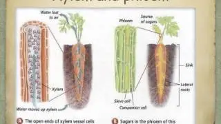 IGCSE. 2.8. transport systems (Ms Cooper)