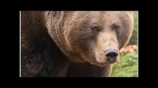 Thinking of shorting bitcoin futures? gbtc bears nurse big losses