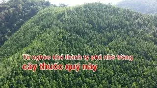 Từ nghèo đói lên tỷ phú nhờ trồng cây thuốc quý này ( Cây Quế Chi vị thuốc quý).
