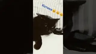 мои любимые коты🐱🐱